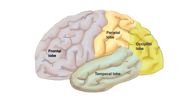 Regions of the brain mantle: This picture shows the lateral view of the brain’s surface showing the main sections of the cerebral cortex: Frontal lobe, temporal lobe, parietal lobe, occipital lobe.