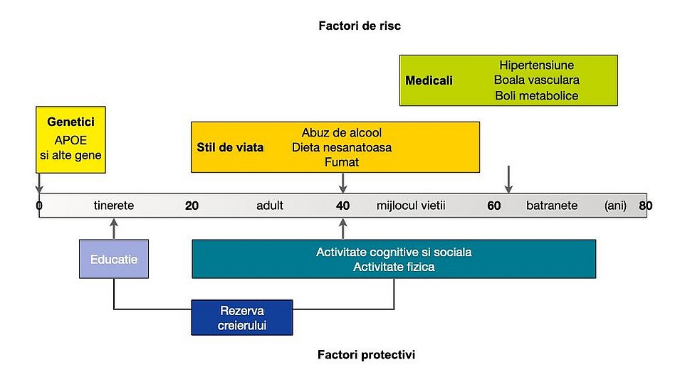 Factori de risc și factori de protecție: Această ilustrare descrie factorii de risc și factorii de protecție în funcție de vârstă.  Factori de risc: Genetică (precoce); abuzul de alcool, dieta nesănătoasă, fumatul (intermediar); hipertensiune arterială, boli vasculare, tulburări metabolice (intermediare până la tardive).  Factori de protecție: Educație (timpurie); activitatea cognitivă, socială și fizică (de la mijloc la târziu), rezerva cerebrală (toate etapele vieții).