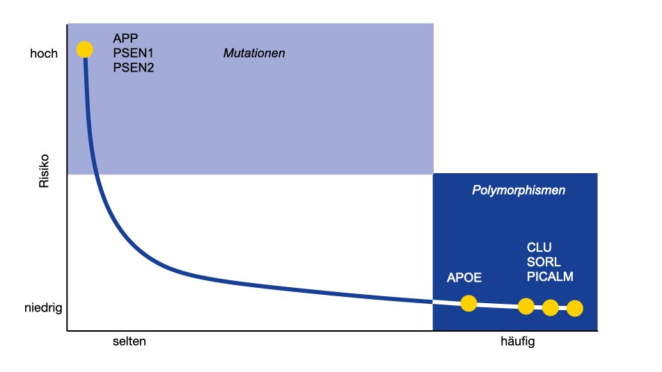  Diese Grafik beschreibt zwei Formen genetischer Faktoren bei der Alzheimer-Krankheit. Mutationen sind selten, aber mit einem hohen Erkrankungsrisiko verbunden. Polymorphismen sind häufig, erhöhen jedoch einzeln das Erkrankungsrisiko nur geringfügig. 