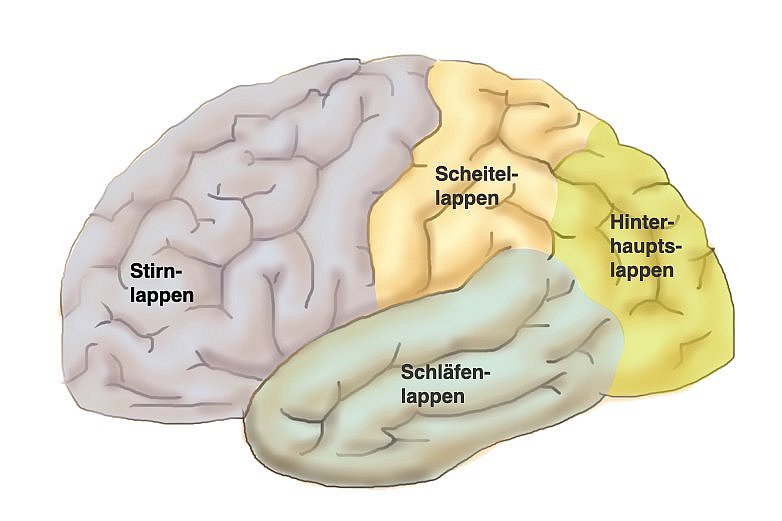 Abschnitte der Hirnrinde: seitliche Ansicht der Oberfläche des Gehirns mit den wichtigsten Abschnitten der Hirnrinde: Stirnlappen, Schläfenlappen, Scheitellappen, Hinterhauptslappen.