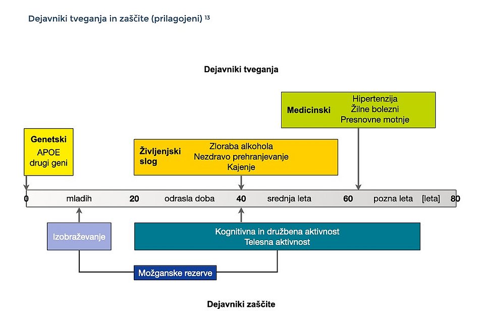 Dejavniki tveganja in zaščitni dejavniki: Ta slika opisuje dejavnike tveganja in zaščitne dejavnike glede na starost. Dejavniki tveganja: Genetika (zgodnji); zloraba alkohola, nezdrava prehrana, kajenje (srednje); hipertenzija, žilne bolezni, presnovne motnje (srednje do pozni). Zaščitni dejavniki: Izobrazba (zgodnji); kognitivna, socialna in telesna aktivnost (srednji do pozni), možganska rezerva (vsa življenjska obdobja).