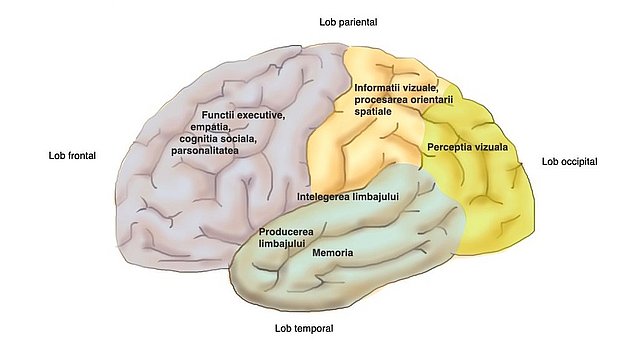 Localizarea funcțiilor majore ale creierului: Acest grafic prezintă vederea laterală a suprafeței creierului cu localizarea funcțiilor importante ale creierului. Lobul frontal: funcții executive, empatie, cogniție socială, personalitate, inițiativă, unitate. Lobul temporal: înțelegerea limbajului, producția limbajului, memoria. Lobul parietal: Prelucrarea informațiilor vizuale, orientarea spațială.  Lobul occipital: percepția vizuală.