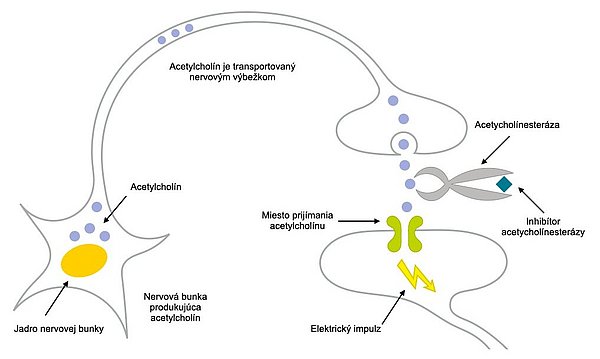 Tento diagram opisuje spôsob účinku inhibítorov cholínesterázy. Transmiter  acetylcholín prechádza z jednej nervovej bunky do nasledujúcej nervovej bunky cez synaptickú štrbinu. V synaptickej štrbine sa prenášajúca látka štiepi enzýmom (cholínesterázou). Tento enzým je potláčaný inhibítormi cholínesterázy, aby sa mohlo prenášať viac transmiteru.