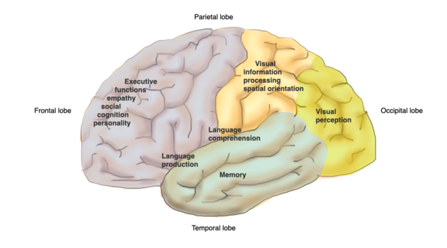 Localisation of major brain functions: This graphic shows the lateral view of the brain’s surface with localisation of important brain functions. Frontal lobe: Executive functions, empathy, social cognition, personality, initiative, drive. Temporal lobe: language comprehension, language production, memory. Parietal lobe: Visual information processing, spatial orientation.  Occipital lobe: Visual perception.