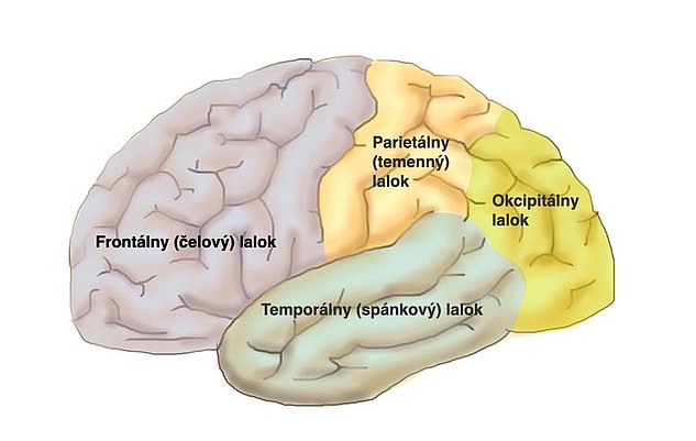 Oblasti mozgovej kôry: Na tomto obrázku je zobrazený bočný pohľad na mozgovú kôru, ktorý ukazuje hlavné časti mozgovej kôry: Čelný lalok, spánkový lalok, temenný lalok, záhlavný lalok.