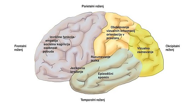 Lokalizacija glavnih možganskih funkcij: Ta slika prikazuje stranski pogled na površino možganov z lokalizacijo pomembnih možganskih funkcij. Čelni reženj: izvršilne funkcije, empatija, socialna kognicija, osebnost, pobuda, nagon. Temporalni reženj: razumevanje jezika, produkcija jezika, spomin. Parietalni reženj: obdelava vidnih informacij, orientacija v prostoru. Okcipitalni reženj: Vizualna percepcija.