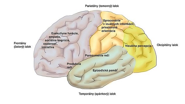 Lokalizácia hlavných funkcií mozgu: Tento graf zobrazuje bočný pohľad na povrch mozgu s lokalizáciou dôležitých funkcií mozgu. Čelný lalok: Exekutívne funkcie, empatia, sociálne poznávanie, osobnosť, iniciatíva, vôľa. Spánkový lalok: porozumenie jazyka, tvorba jazyka, pamäť. Temenný lalok: Vizuálne spracovanie informácií, priestorová orientácia. Záhlavný lalok: Vizuálne vnímanie.