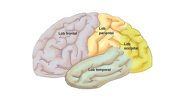 Regiuni ale mantalei creierului: Această imagine prezintă vederea laterală a suprafeței creierului care arată secțiunile principale ale cortexului cerebral: lobul frontal, lobul temporal, lobul parietal, lobul occipital.