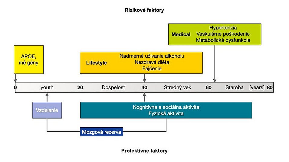 Rizikové a ochranné faktory: Tento obrázok opisuje rizikové a ochranné faktory v závislosti od veku. Rizikové faktory: Genetika (v ranom veku); nadmerné konzumovanie alkoholu, nezdravá strava, fajčenie (v strednom veku); hypertenzia, cievne ochorenia, metabolické poruchy (v strednom až neskorom veku). Ochranné faktory: Vzdelanie (v ranom veku); kognitívna, sociálna a fyzická aktivita (v strednom až neskorom veku), mozgová rezerva (vo všetkých fázach života).