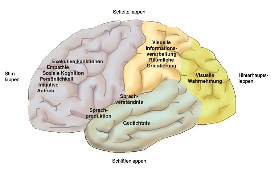 Lokalisation wichtiger Hirnfunktionen: Die seitliche Ansicht der Oberfläche des Gehirns mit den wichtigsten Abschnitten der Hirnrinde: Stirnlappen, Schläfenlappen, Scheitellappen, Hinterhauptslappen.