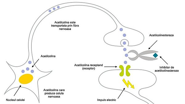 Această diagramă descrie modul de acțiune al inhibitorilor de colinesterază. Transmițătorul acetilcolină este trecut de la o celulă nervoasă la celula nervoasă din aval prin fanta sinaptică. În fanta sinaptică, substanța transmițătoare este scindată de o enzimă (colinesterază). Această enzimă este inhibată de inhibitorii de colinesterază, astfel încât să poată fi transmis mai mult transmițător.