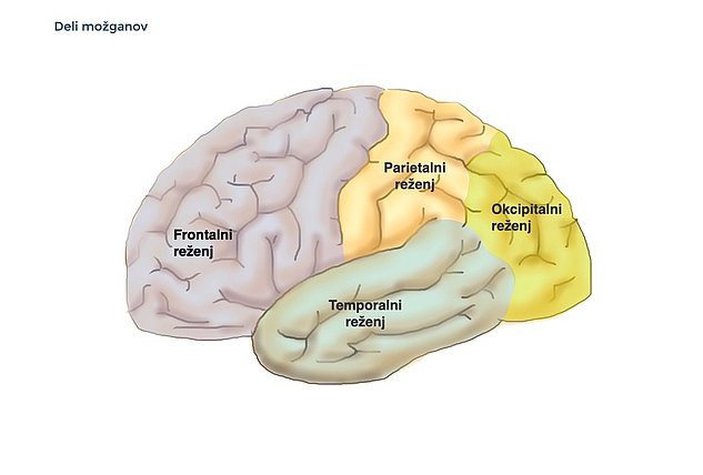 Območja možganske skorje: Ta slika prikazuje stranski pogled na površino možganov, ki prikazuje glavne dele možganske skorje: čelni reženj, temporalni reženj, temenski reženj, okcipitalni reženj.