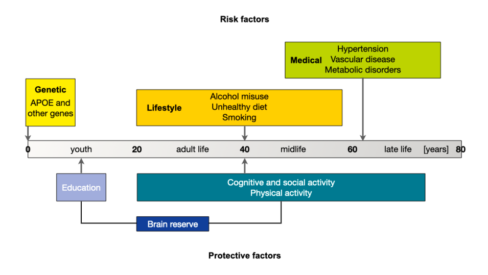 Risk factors and protective factors: This illustration describes risk factors and protective factors depending on age.  Risk factors: Genetics (early); alcohol abuse, unhealthy diet, smoking (intermediate); hypertension, vascular disease, metabolic disorders (intermediate to late).  Protective factors: Education (early); cognitive, social and physical activity (mid to late), cerebral reserve (all life stages).