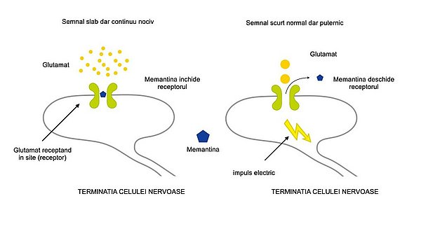 Acest grafic descrie modul de acțiune al memantinei. Transmițătorul glutamat este în mod normal transmis celulei nervoase din aval sub formă de impulsuri scurte. În acest caz, memantina deschide locul receptor (receptorul) responsabil pentru glutamat. În boala Alzheimer, glutamatul este eliberat continuu din neuronii care mor. În acest caz, memantina închide locul receptorului și protejează astfel celula din aval de excitația continuă.