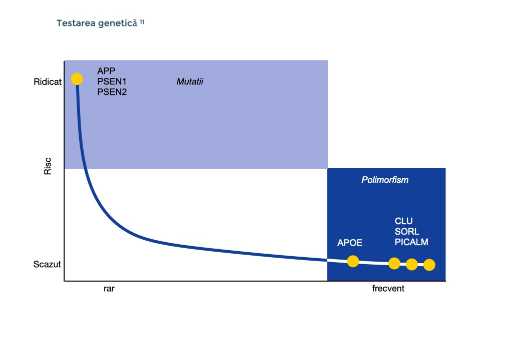 Această diagramă descrie două forme de factori genetici în boala Alzheimer. Mutațiile sunt rare, dar sunt asociate cu un risc ridicat de boală. Polimorfismele sunt frecvente, dar individual cresc riscul de boală doar ușor.